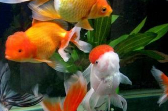 家里金魚養(yǎng)幾條合適