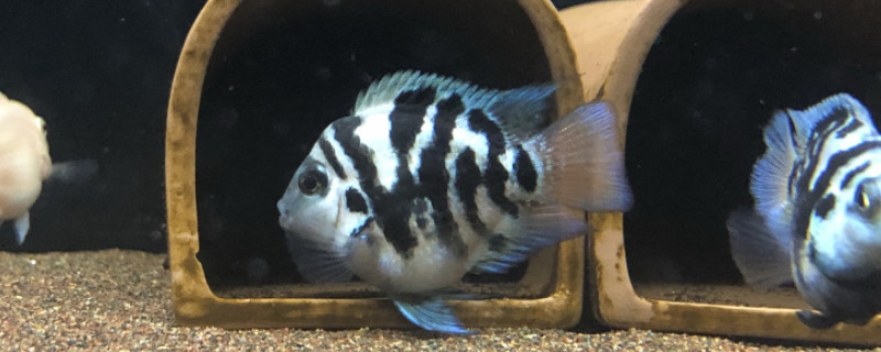迷你鸚鵡不咬哪些魚