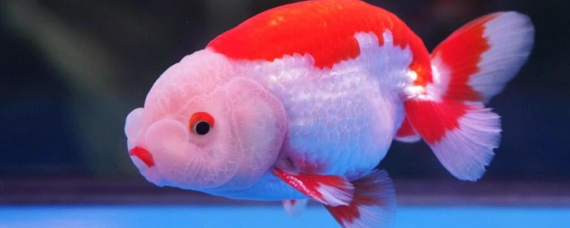 金魚爛嘴怎么回事