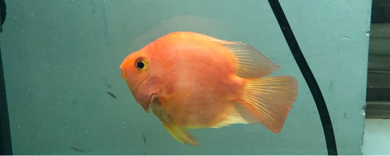 養(yǎng)鸚鵡魚多久放一次鹽