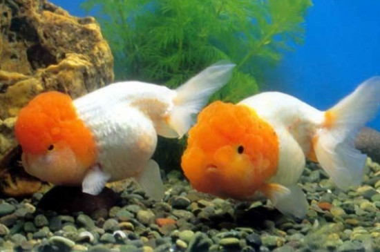 金魚(yú)趴在缸底不動(dòng)咋回事