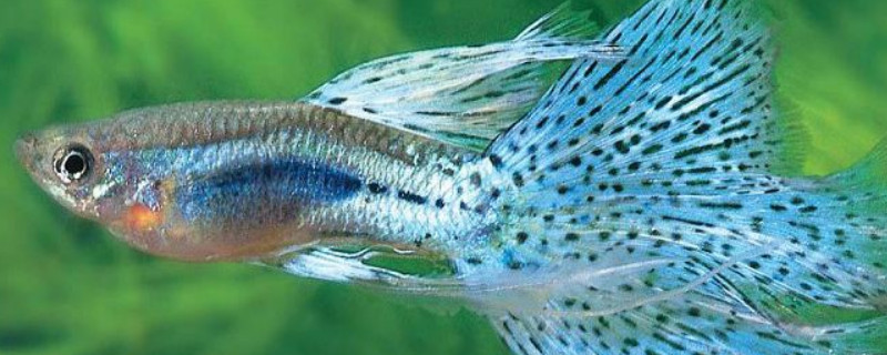 孔雀魚吃什么?