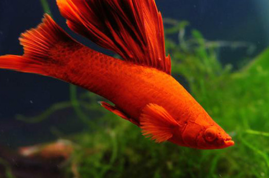 紅劍魚可以跟孔雀魚一起養(yǎng)嗎?
