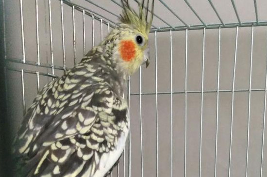 玄鳳鸚鵡拉稀能自愈嗎