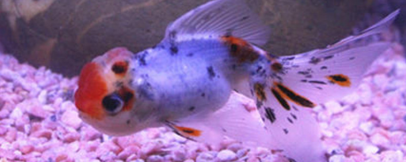孔雀魚能吃餅干屑嗎