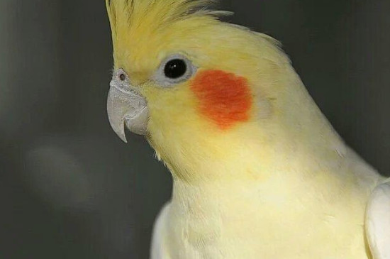 玄鳳鸚鵡上下點(diǎn)頭什么原因