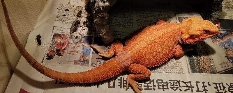 鬃獅蜥死前征兆