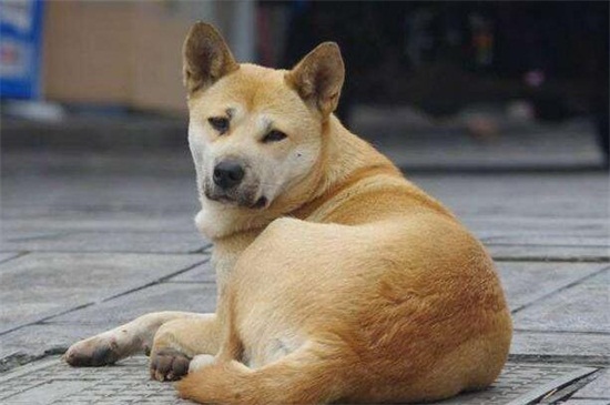 狗狗多大開始養(yǎng)認(rèn)主人，如何知道狗狗認(rèn)了主人