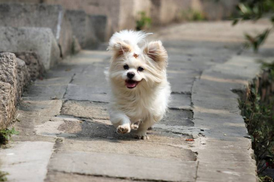 狗狗癲瘋怎么控制