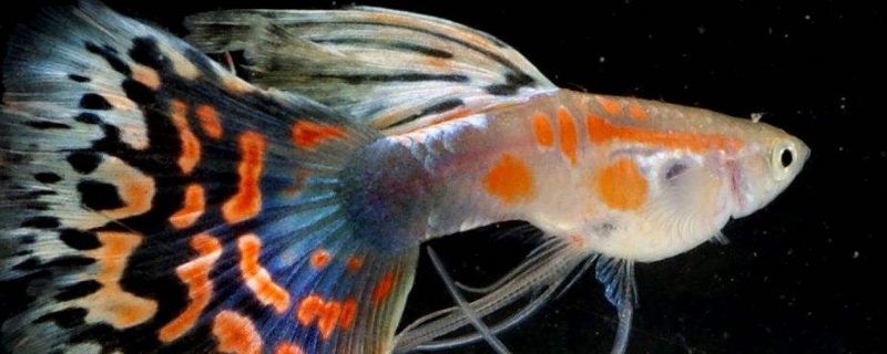 母孔雀魚快生的時候會炸鱗么