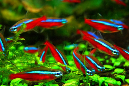 養(yǎng)熱帶魚(yú)的方法與技巧