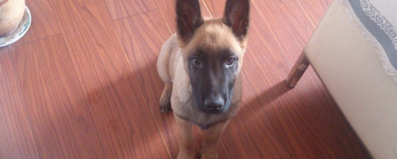 馬犬幾個月后認主