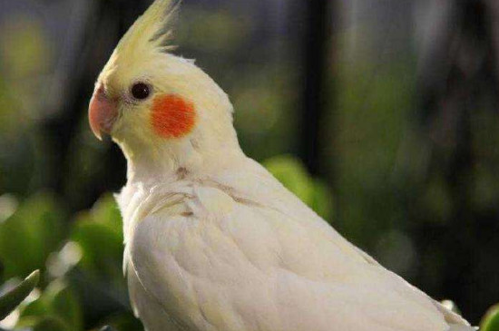 怎么訓玄鳳鸚鵡才給摸