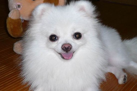 狐貍?cè)筒┟赖膮^(qū)別