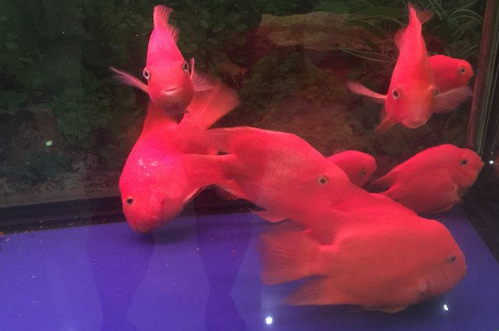 怎么對付鸚鵡魚缸霸