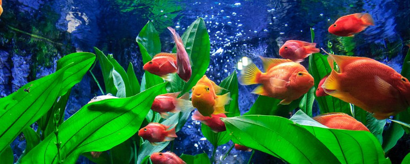 鸚鵡魚多久能長20公分