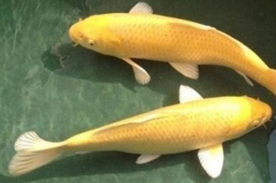 黃金錦鯉為什么咬魚