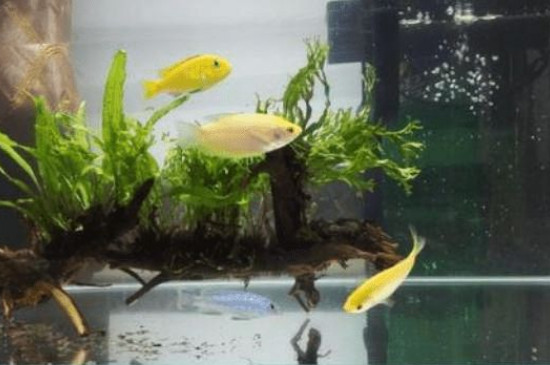 魚缸養(yǎng)水的正確方法