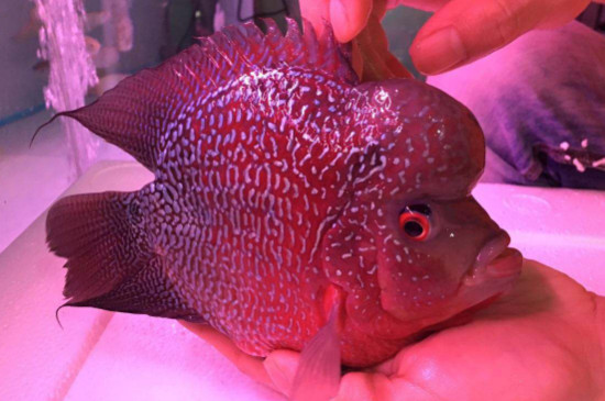 羅漢魚(yú)能和什么魚(yú)混養(yǎng)