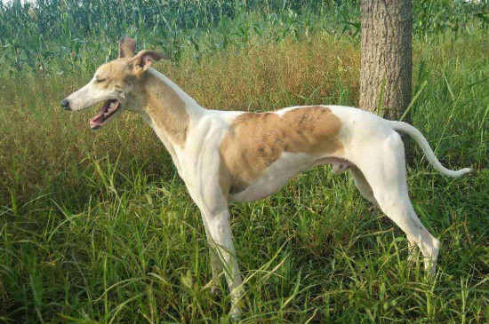 靈緹犬怎么訓(xùn)練