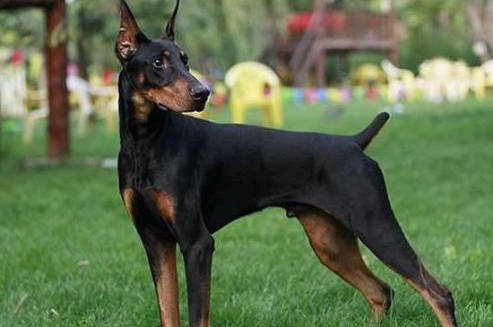 杜賓犬怎樣訓練，教你訓練杜賓犬的4個技巧