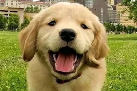 金毛犬怎么訓(xùn)練