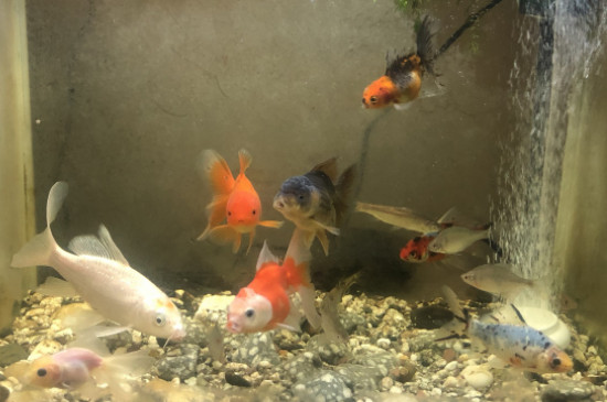 金魚(yú)晚上睡覺(jué)嗎