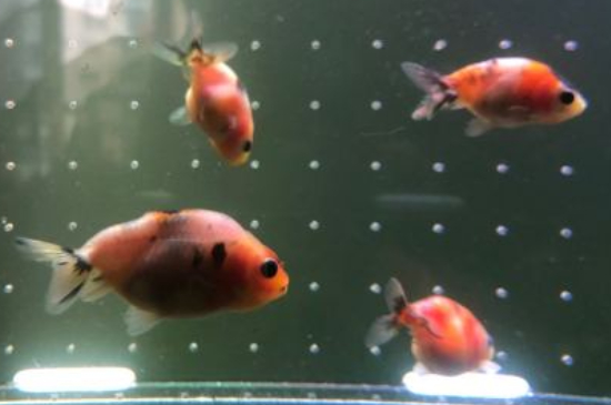金魚一個月不喂食會死嗎