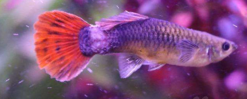 孔雀魚(yú)繁殖時(shí)間多長(zhǎng)