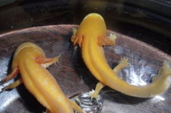 六角龍魚身上爛了怎么治療