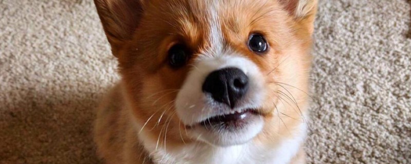 柯基犬怎么訓(xùn)練