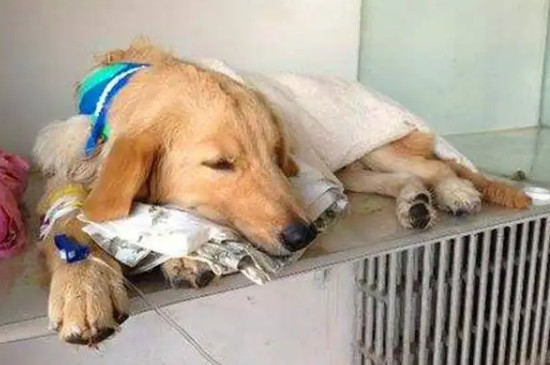 狗狗脫水了在家怎么治