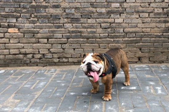 斗牛犬好養(yǎng)嗎