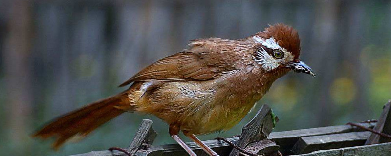 避免畫眉鳥壓口方法