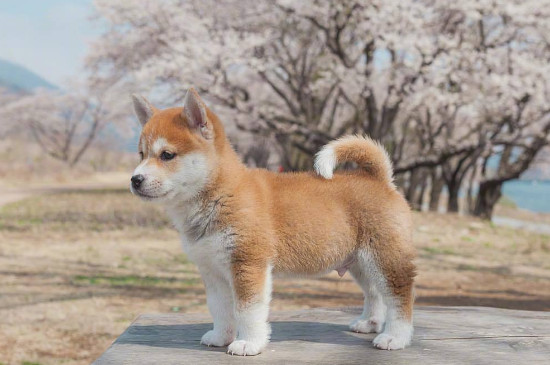 如何整治柴犬的犟脾氣