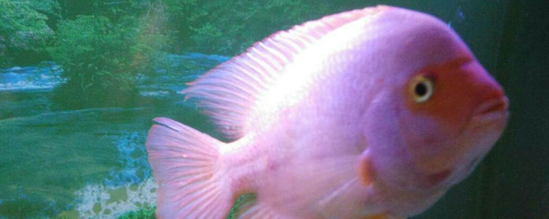 如何讓鸚鵡魚(yú)不怕人