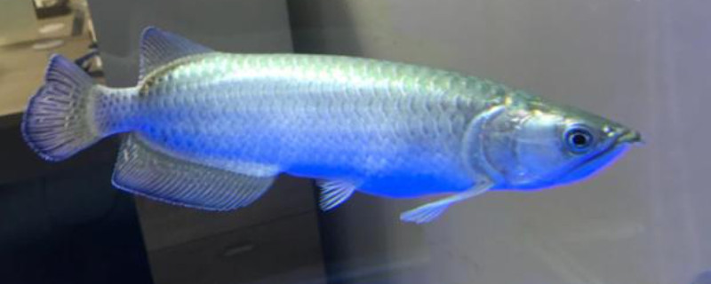 星點龍魚不吃東西怎么辦