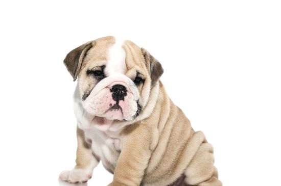 斗牛犬怎么訓(xùn)練