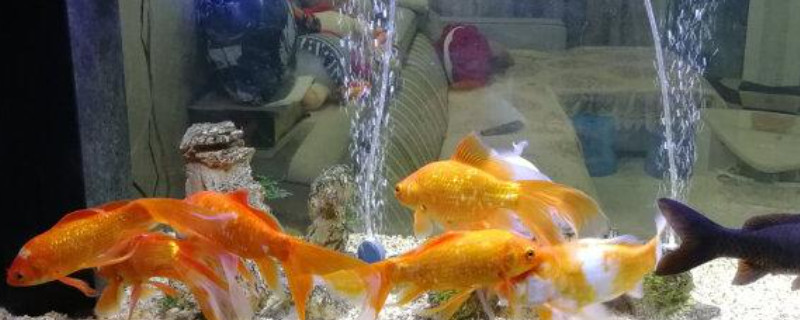 金魚鰓蓋發(fā)黑是什么鰓病