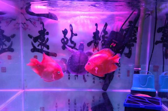 養(yǎng)鸚鵡魚多久放一次鹽