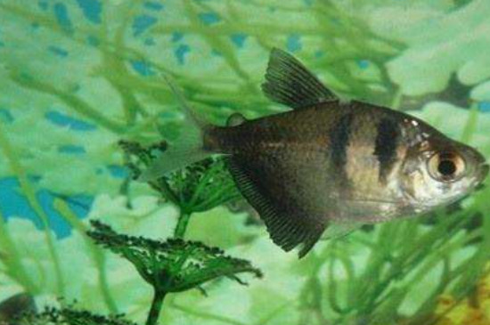黑裙魚怎么繁殖