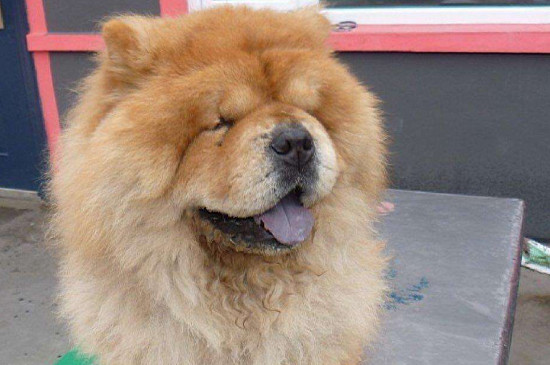 松獅犬會攻擊主人嗎