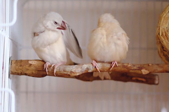 文鳥吃什么