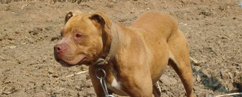 比特犬為什么會立耳