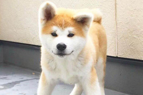 秋田犬為什么禁養(yǎng)