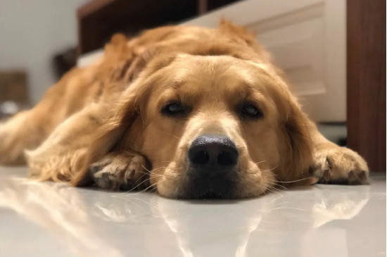 狗狗死后會記得主人嗎