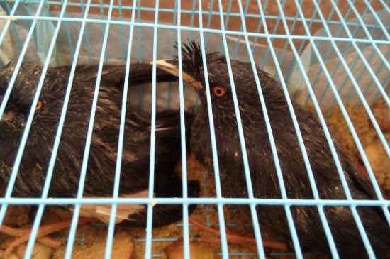 八哥吃什么飼料毛光滑