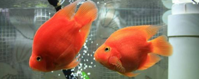 鸚鵡魚怎么分公母