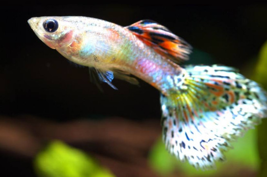 剛出生的孔雀魚(yú)什么時(shí)候喂