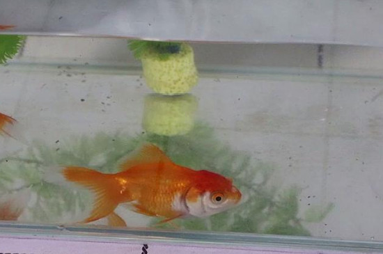 金魚新手怎么養(yǎng)才能活